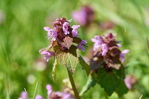 Bloeiende dovenetel, Lamium purpureum van Heiko Kueverling