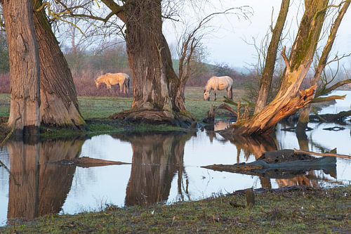 Pferde in Meinerswijk