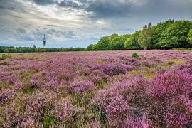 Hilversum by Andy Luberti