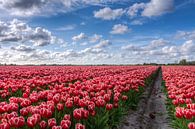 Blumenzwiebelfeld voller Tulpen in Groningen von Volt Miniaturansicht