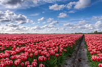 Bulb field full of tulips in Groningen