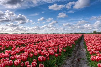 Champ de bulbes plein de tulipes à Groningue
