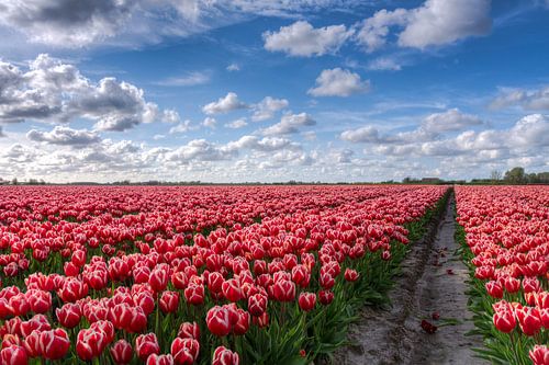 Blumenzwiebelfeld voller Tulpen in Groningen