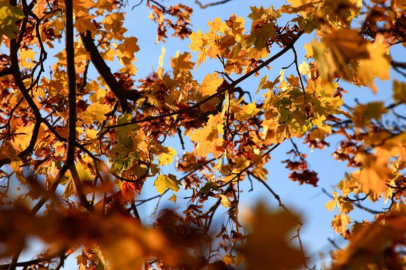 Ahorn von Thomas Jäger