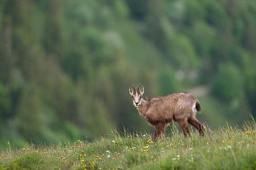 Chamois ( Rupicapra rupicapra ) broutant dans une prairie herbeuse dans les montagnes, widlife, Euro