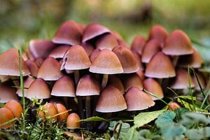 Champignons sur Rob Boon