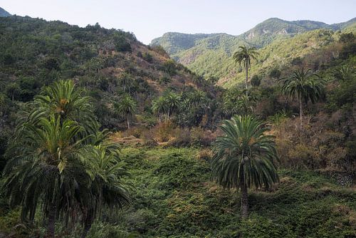 Op een rustige ochtend door de weelderige palmbossen van La Gomera, Spanje