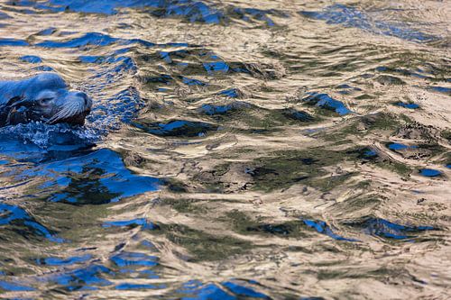 Zeeleeuw in het blauw I