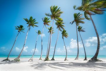 Plage de palmiers en République dominicaine / Caraïbes. sur Voss Fine Art Fotografie