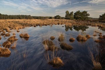 Reflectie in een ven van Jeroen Grit