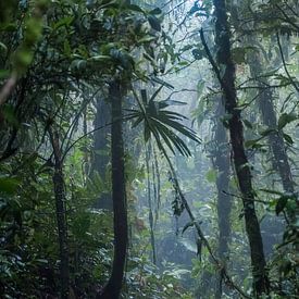 Mistig oerwoud, misty jungle van Corrine Ponsen