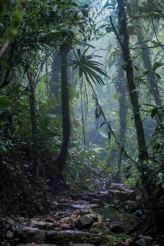 Mistig oerwoud, misty jungle