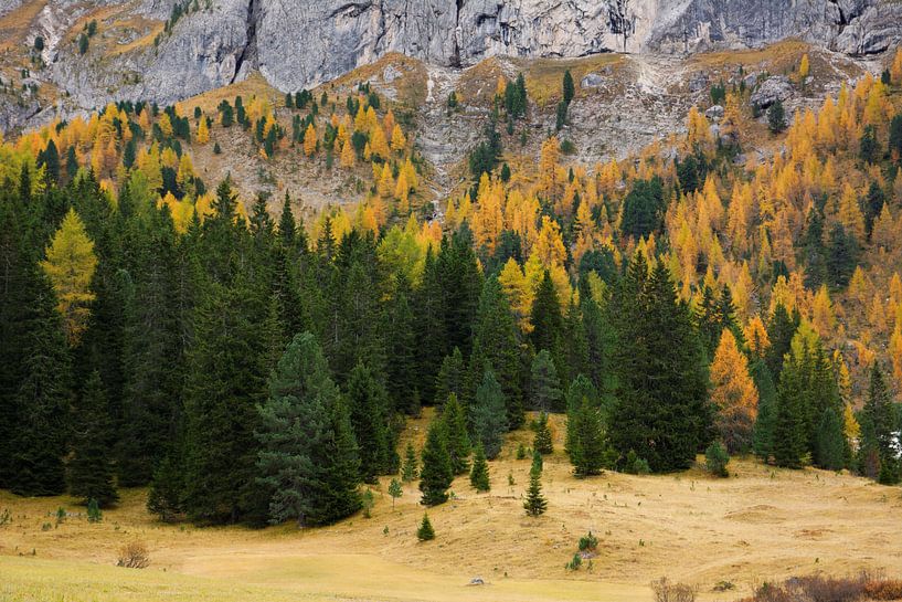 Dolomiten - Lärchen im Herbstkleid von Gisela Scheffbuch