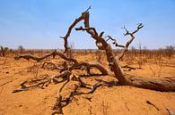 Paysage désertique au Botswana par Jolene van den Berg Aperçu