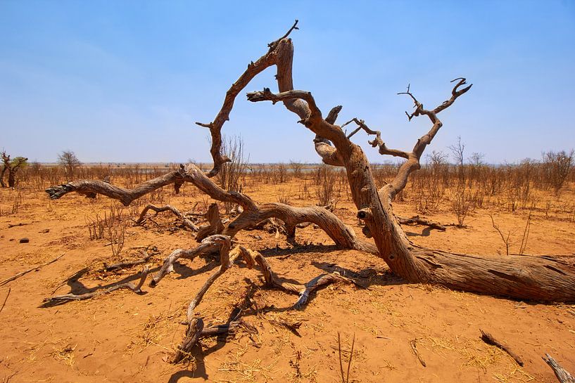 Paysage désertique au Botswana par Jolene van den Berg
