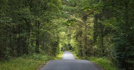 Route traversant une forêt au Danemark sur PhotoCluster