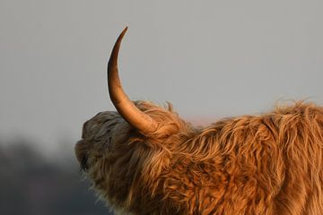 Schotse Hooglander zijkant met hoorn