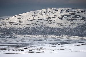 Bœuf musqué dans un paysage enneigé sur Lars Korzelius