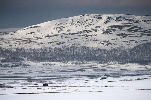 Moschusochse in einer verschneiten Landschaft