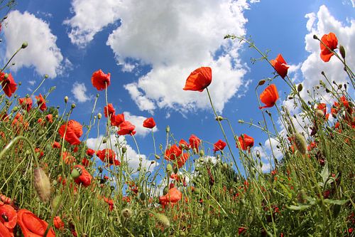 Poppy meadow