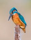 Common Kingfisher (Alcedo atthis) perching on Common Clubrush by Nature in Stock thumbnail