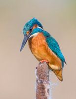 Martin-pêcheur (Alcedo atthis) à l'affût