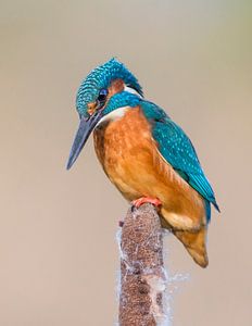Eisvogel (Alcedo atthis) auf dem Aussichtspunkt