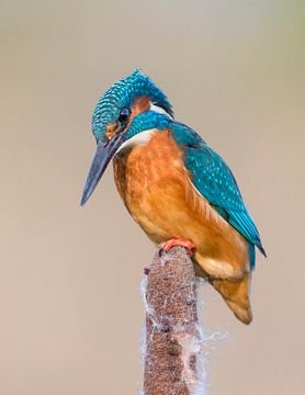 Common Kingfisher (Alcedo atthis) perching on Common Clubrush by Nature in Stock