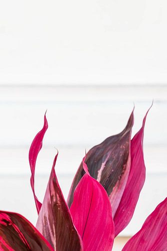 Detail van plant in Thailand.