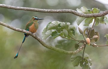 De Turquoise-wenkbrauwmotmot. van Tim Link