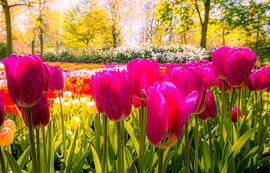 Tulips by Martijn Bruins