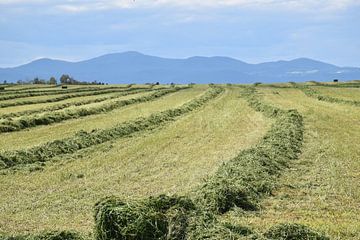 A field during the summer harvest by Claude Laprise