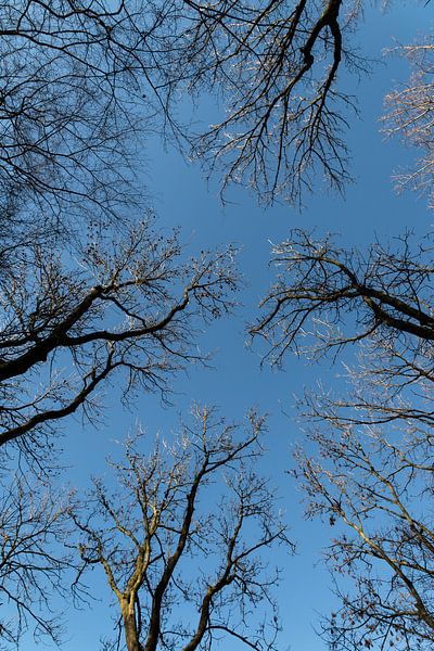 Bomen van Nuance Beeld