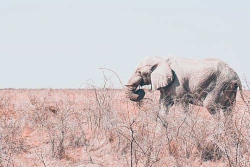 Eenzame olifant onderweg naar water