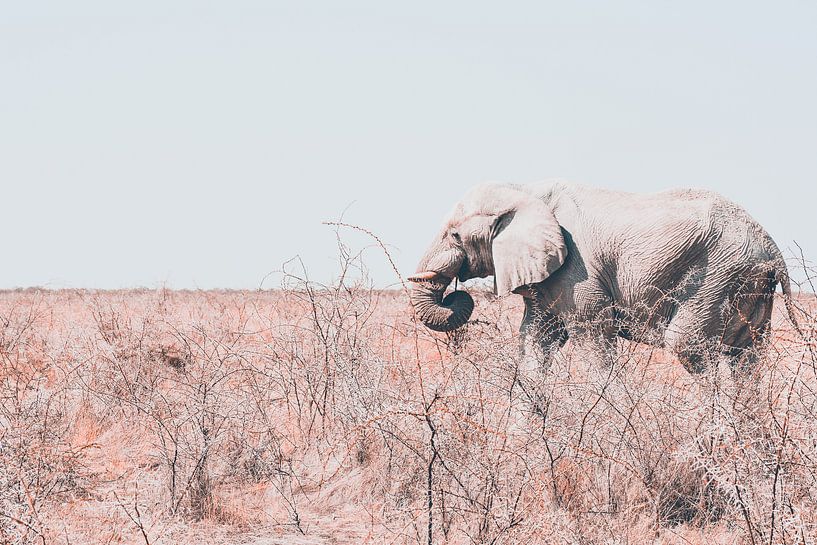 Eenzame olifant onderweg naar water par Ger&Wil van de Bovenkamp