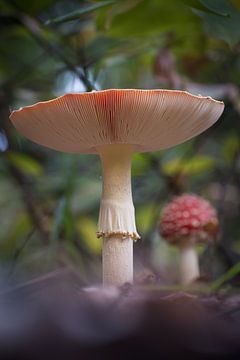 Agaric moucheté sur Femke Straten