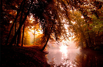 the red forest