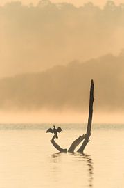 L'oiseau sèche ses plumes sur le tronc sur Rudolfo Dalamicio