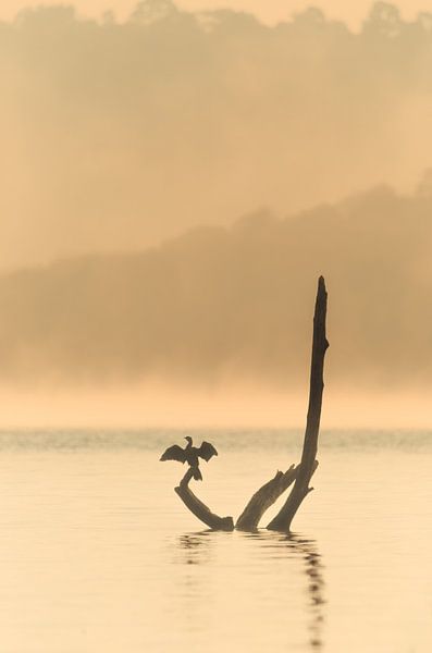 L'oiseau sèche ses plumes sur le tronc par Rudolfo Dalamicio