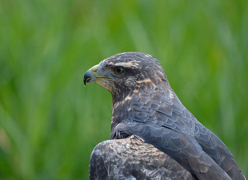 Portret van een roofvogel