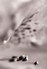 In bloom II by Klaartje Huijben