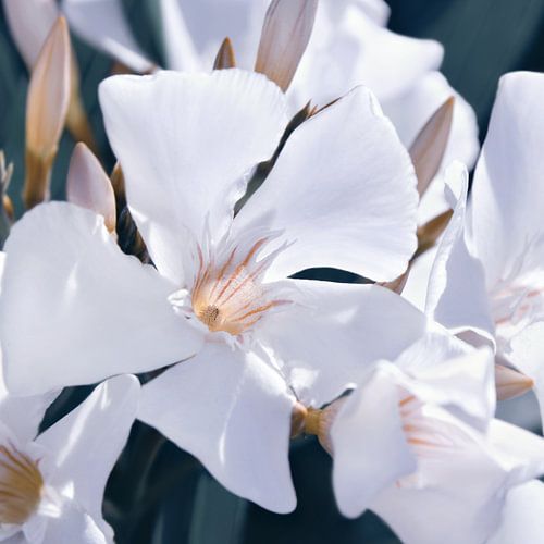 Wijze oleander