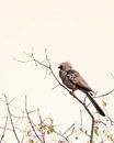 Vogel met kuif op tak in pastelkleuren | Wildlife Natuurfotografie Afrika van Monique Tekstra-van Lochem thumbnail