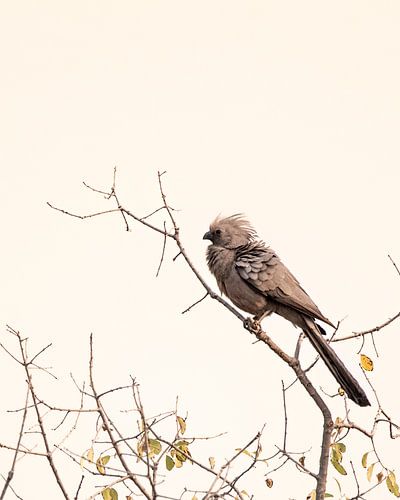 Vogel met kuif op tak in pastelkleuren | Wildlife Natuurfotografie Afrika van Monique Tekstra-van Lochem