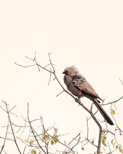 Vogel met kuif op tak in pastelkleuren | Wildlife Natuurfotografie Afrika