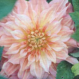 beautiful dahlia.. van Els Fonteine