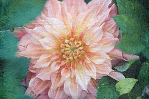 magnifique dahlia...