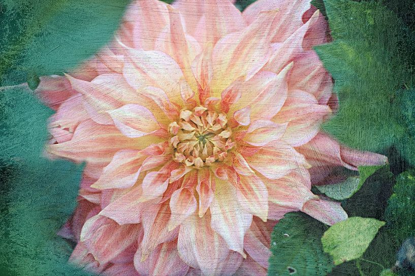 magnifique dahlia... par Els Fonteine