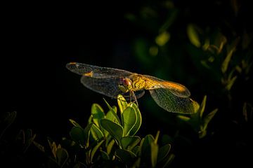 Libelle sur feuille sur Timo Videc