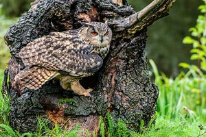 Der Uhu - Bubo bubo